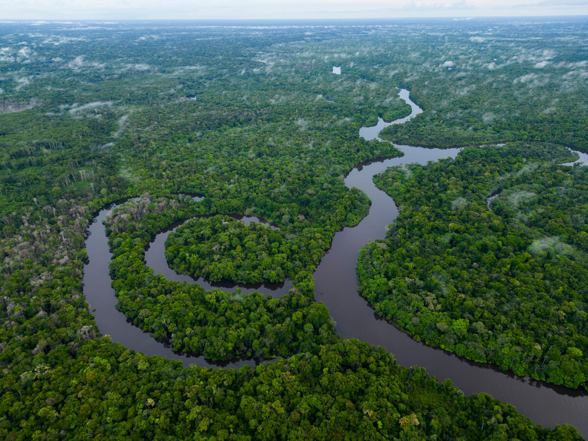 Dia Mundial das Florestas Tropicais: é urgente zerar o desmatamento e a degradação global para conter a crise do clima