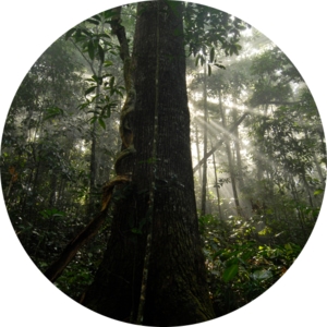 amazonia_icon